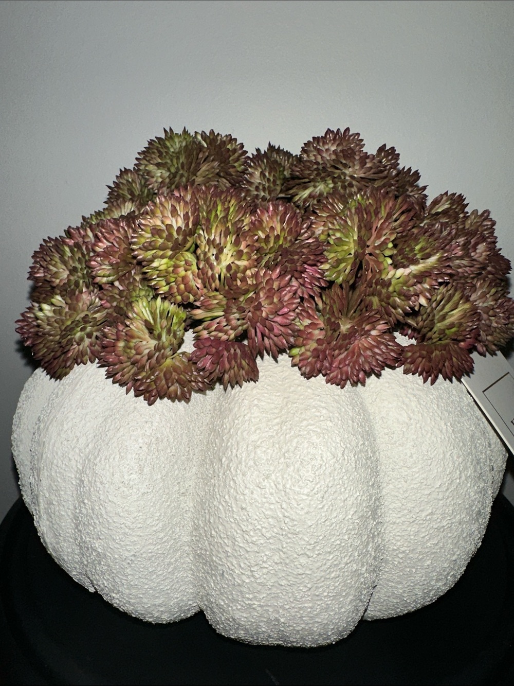 Fall Artificial Succulent Pumpkin Arrangement in Dusty Rose and Green